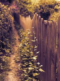 Plants growing on wooden fence on field