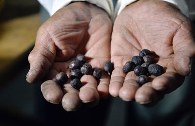 Close-up of man holding coffee beans 