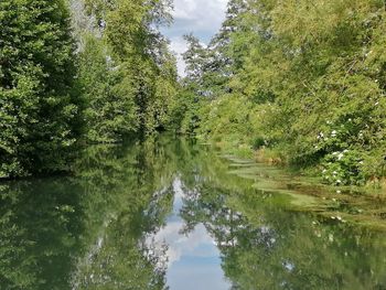 Scenic view of lake in forest against sky