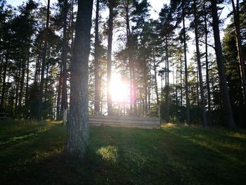 Trees in forest