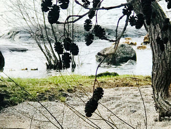 Scenic view of lake by trees on field