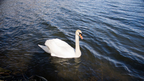 High angle view of swan swimming in lake
