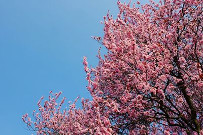 Low angle view of pink flowering tree against blue sky