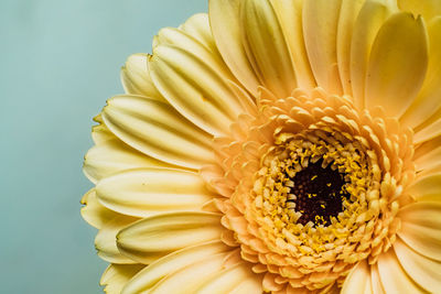 Close-up of yellow flower against white background