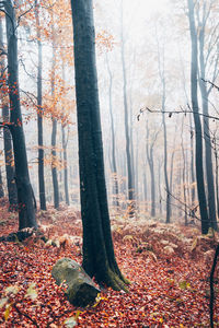 Trees growing in forest during autumn