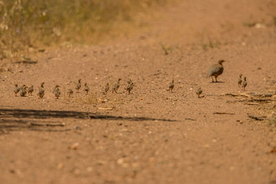 View of birds on land