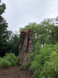 View of an animal on tree trunk