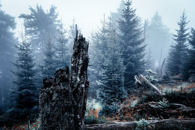 Pine trees in forest during winter