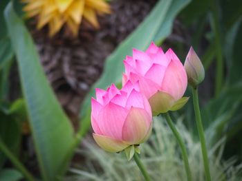 Close-up of pink lotus water lily