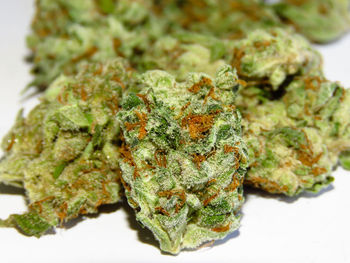 Close-up of food in plate