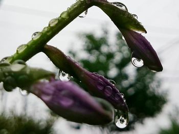 Close-up of water drops on leaf