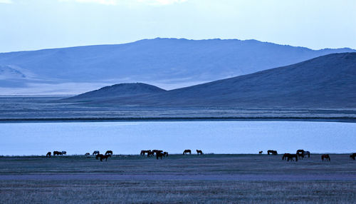 View of horses on field against sky