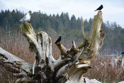 Birds perching on branch of dead tree