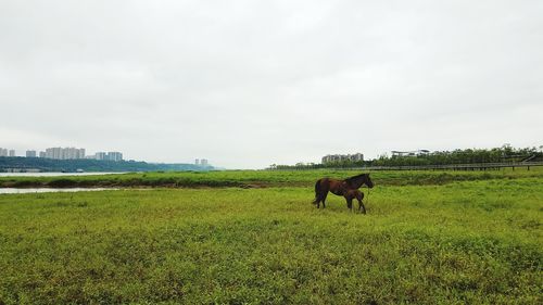 Horses grazing on field against sky