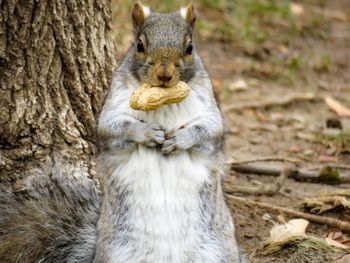 Close-up of squirrel