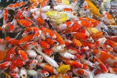 High angle view of koi carps swimming in lake