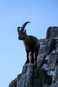 Low angle view of mountain goat standing on rock against clear sky