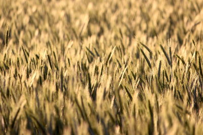 Full frame shot of wheat field