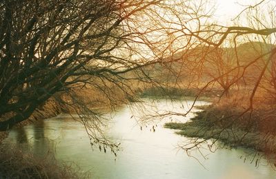 Bare trees by lake in forest