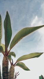 Low angle view of tree against sky