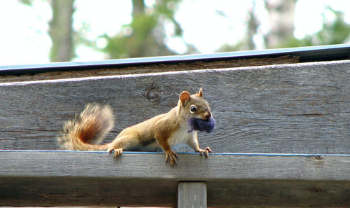 Close-up of squirrel on wooden railing