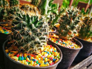 Close-up of cactus