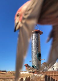 Low angle view of bird flying against sky