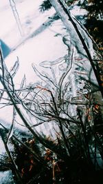 Bare trees against sky