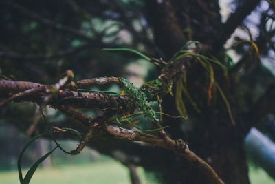 Close-up of insect on tree branch