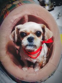 Close-up portrait of dog
