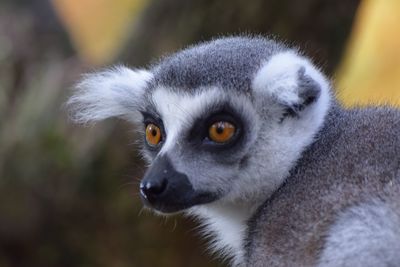 Close-up portrait of cat