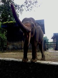 Elephant in park