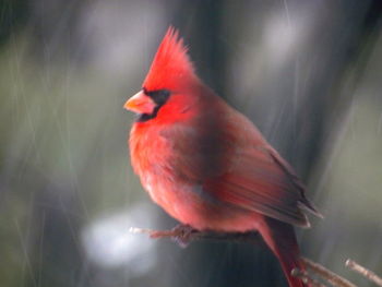 Close-up of bird perching on railing