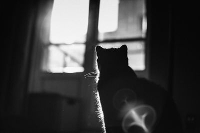 Close-up of silhouette cat sitting at home