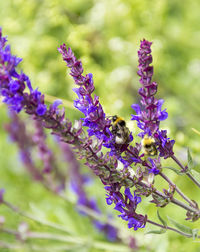 Close-up of bee pollinating on lavender