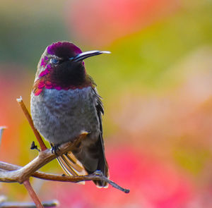 Stunning unique colorful anna hummingbird sticking tongue out brilliant magenta and copper feathers 