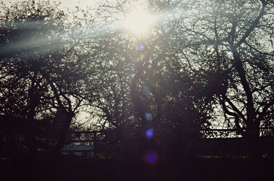 tree, sun, sunbeam, sunlight, branch, lens flare, silhouette, low angle view, growth, nature, tranquility, sky, no people, outdoors, built structure, beauty in nature, day, building exterior, sunny, bright