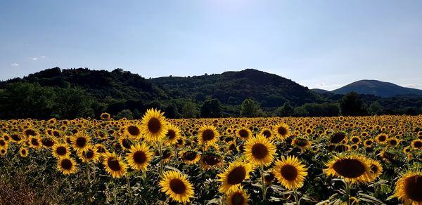 Scenic view of sunflower field against sky