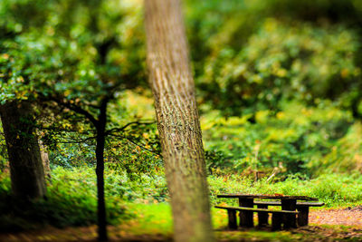 Trees in park