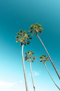 Low angle view of coconut palm tree against blue sky