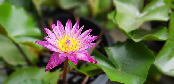 Close-up of pink lotus water lily