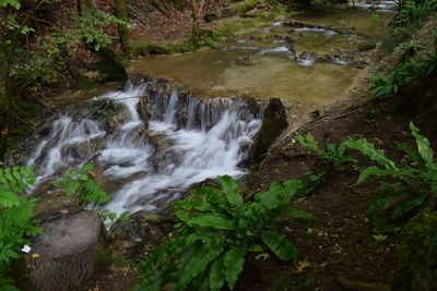 Scenic view of waterfall in forest