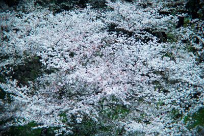 Full frame shot of flower tree