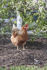 Close-up of a bird on land