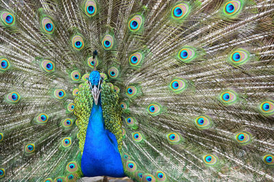 Close-up of peacock