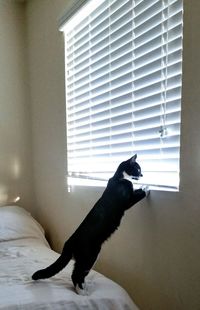 Dog yawning against window at home