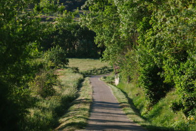 Footpath amidst trees in forest