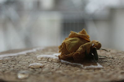 Close-up of dried leaf on rock