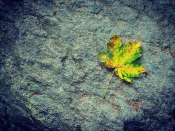 Close-up of maple leaf