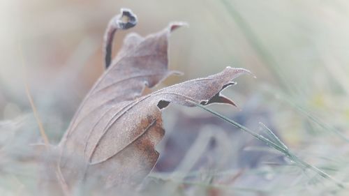 Close-up of dry leaf